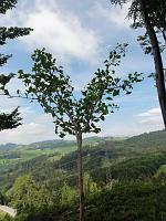  2. Juni 2011 - es war en schöner Auffahrtstag hier oben bei Samuels Ginkgo - wenn wir nur glauben könnten dass Du in einen Himmel aufgefahren bist